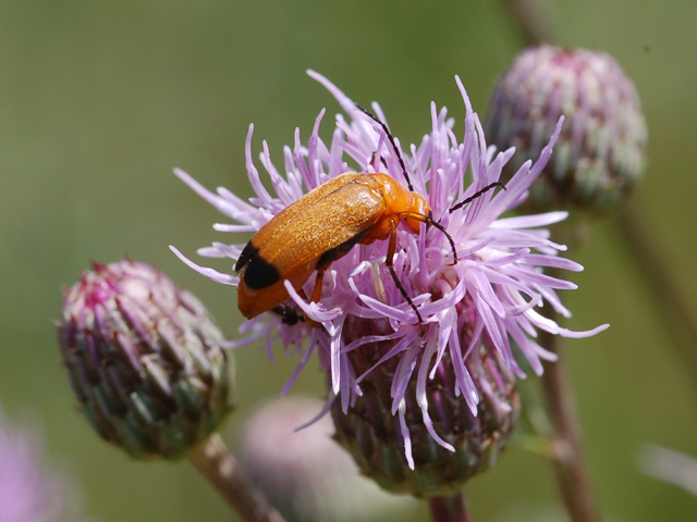 Meloidae - Zonitis flava